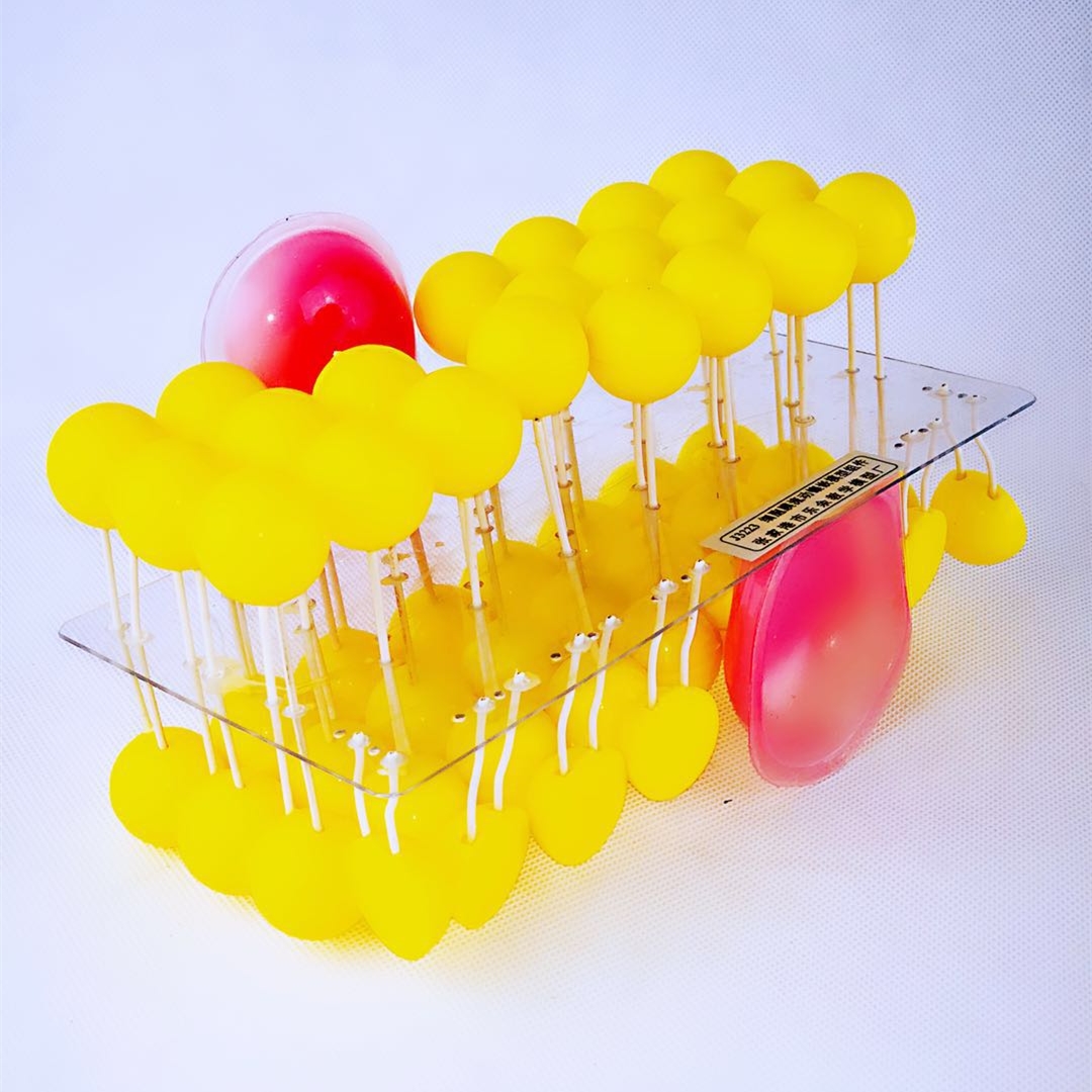 细胞流动镶嵌模型组件初高中生物教学演示器材科教仪器文具用品